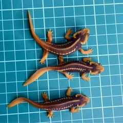 その3アメイロイボイモリ 幼体3匹セット小さめ個体　訳あり　自家繁殖 の画像