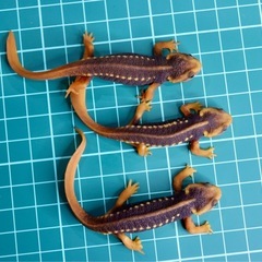 その3アメイロイボイモリ 幼体3匹セット小さめ個体　訳あり　自家繁殖 の画像