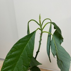 アボカドの木の画像
