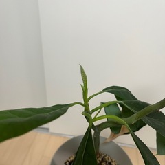 アボカドの木の画像