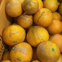 紅まどんな　2キロの画像