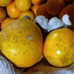 紅まどんな　2キロの画像