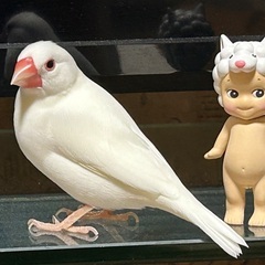 【迷い鳥】手乗りの白文鳥を探しています