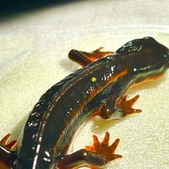 【送料無料】オキナワシリケンイモリ　1頭　の画像