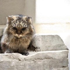 🌸長毛キジさん🌸