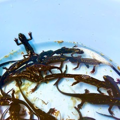 【送料無料】オキナワシリケンイモリ　1頭　の画像