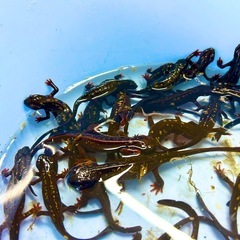 【送料無料】オキナワシリケンイモリ　1頭　の画像