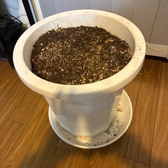 大きめプランター　植木鉢の画像