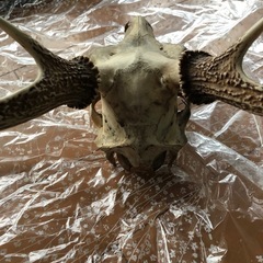 シカの角
の画像