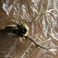 シカの角
の画像