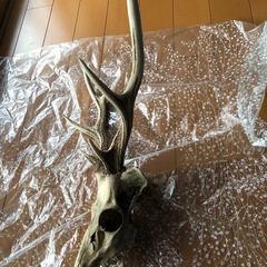 シカの角
の画像
