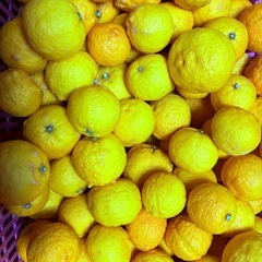 柚子　無農薬の画像