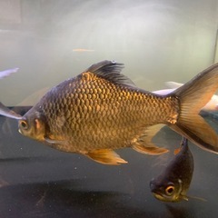 レッドフィンバルブ　イエローフィンバルブ　3匹の画像