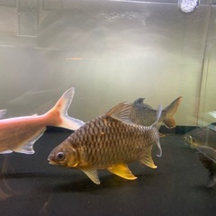 レッドフィンバルブ　イエローフィンバルブ　3匹の画像