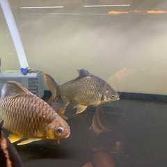 レッドフィンバルブ　イエローフィンバルブ　3匹の画像