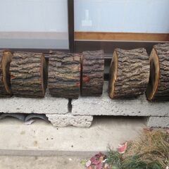 丸太・楢(ナラ)の広葉樹 　圧巻の貫禄　Bigの画像