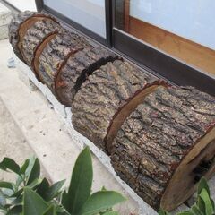 丸太・楢(ナラ)の広葉樹 　圧巻の貫禄　Bigの画像