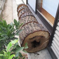 丸太・楢(ナラ)の広葉樹 　圧巻の貫禄　Bigの画像