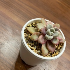 多肉植物　バターボール　の画像