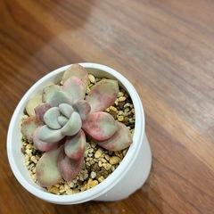 多肉植物　バターボール　の画像