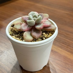 多肉植物　バターボール　の画像