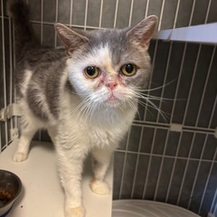 里親募集【スコティッシュ×エキゾチック】