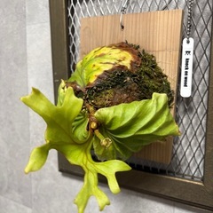 リドレイ　ノーマルの画像