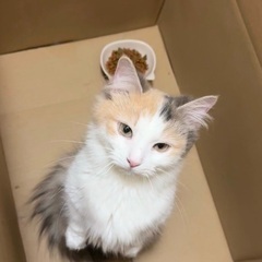 マンチカン　代理投稿です。