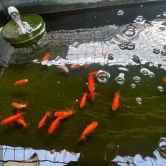 金魚　ランチュウの画像