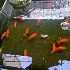 金魚　ランチュウの画像