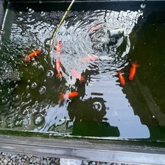 金魚　ランチュウの画像