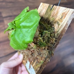 リドレイノーマルの画像