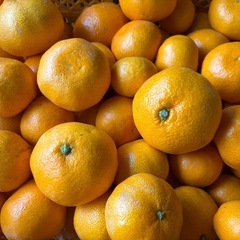 受付終了まで5日！有田産早生みかん　B品の画像