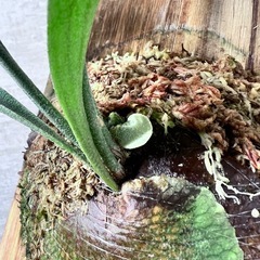 ビカクシダ　ネザーランドの画像