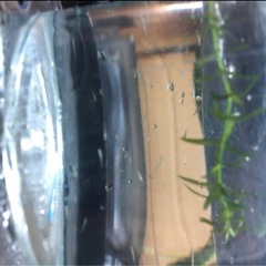 金魚の稚魚　10匹の画像