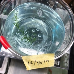 金魚の稚魚　10匹の画像