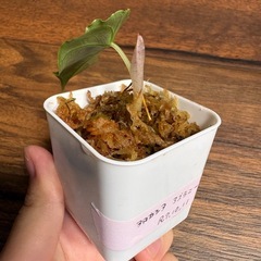 アロカシア　アズラニーの画像