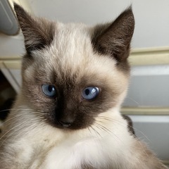 シャム系　鍵シッポ女の子🐈‍⬛3ヶ月　ウィルス検査済み