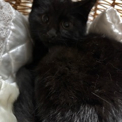 ⚽️🐈‍⬛黒の仔猫　雄🐈‍⬛⚽️