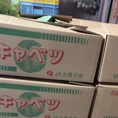 兵庫県 淡路島産 松波 キャベツ M 10個 10kg前後  南あわじ市まで取りに来られる方限定の画像