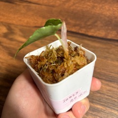 アロカシア　アズラニー②の画像