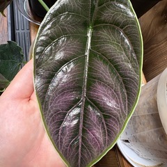 アロカシア　アズラニー②の画像