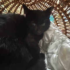 🌸🐈黒猫の仔猫　雌🐈🌸