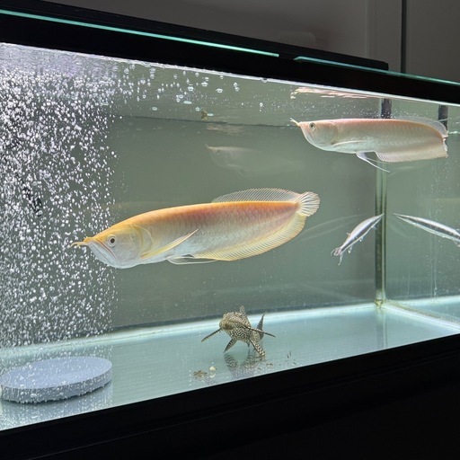 熱帯魚　プラチナアルビノシルバーアロワナ　ハイドロシナスガー　セルフィンプレコ
