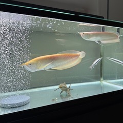 熱帯魚　プラチナアルビノシルバーアロワナ　ハイドロシナスガー　セルフィンプレコ
の画像