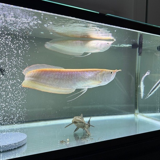 熱帯魚　プラチナアルビノシルバーアロワナ　ハイドロシナスガー　セルフィンプレコ
