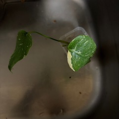 モンステラ タイコンステレーションの画像