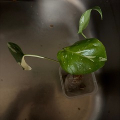 モンステラ タイコンステレーションの画像