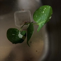 モンステラ タイコンステレーションの画像