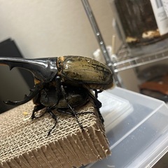 ヘラクレスオオカブトの幼虫の画像